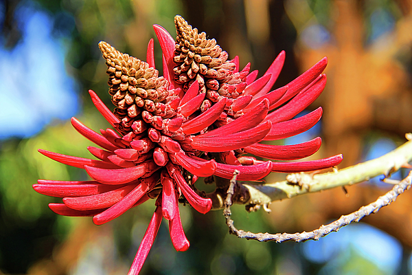Naked Coral Tree Flower Photograph