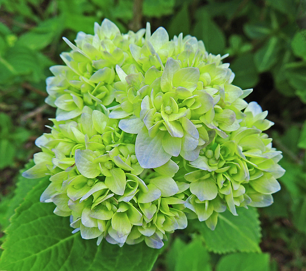 Marian Bell - New Blooming Hydrangea