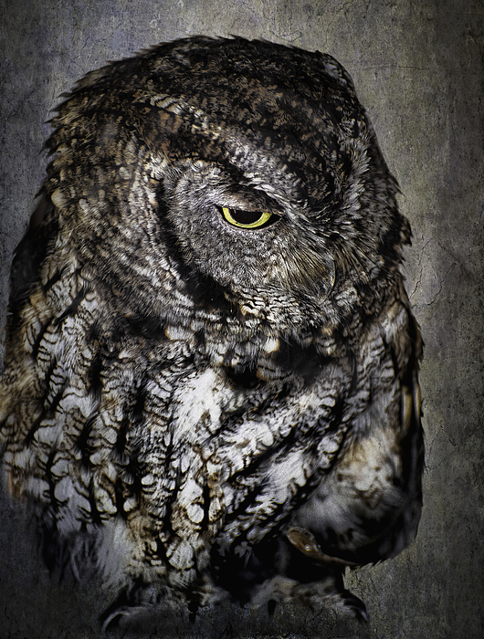 Diane Schuster - Night Owl