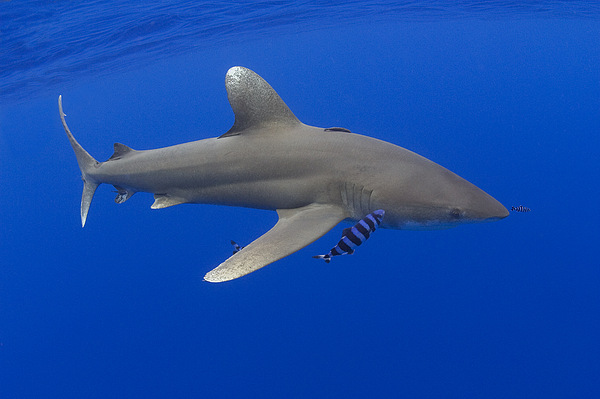 Oceanic Whitetip Shark Hand Towel by Dave Fleetham - Printscapes - Pixels