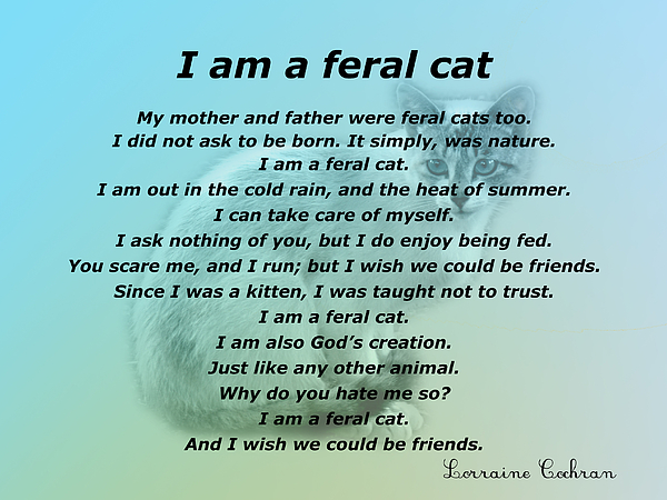 Ode To Feral Cat 2 by Nick Kloepping