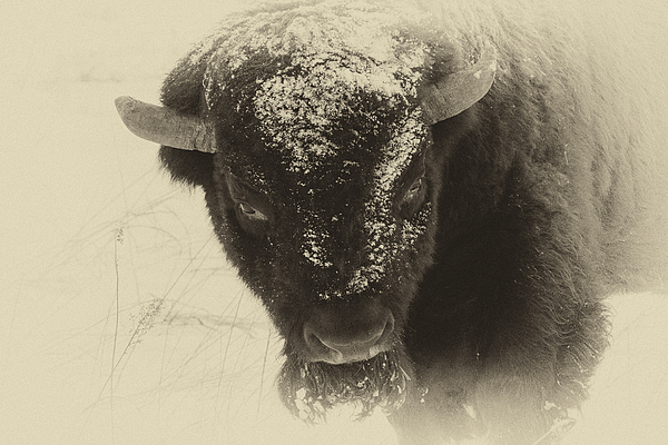 itemful Image: Bison in Snow T-Shirt