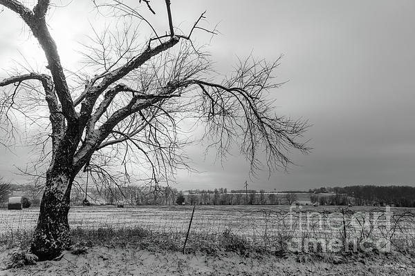 https://images.fineartamerica.com/images/artworkimages/medium/1/old-winter-tree-grayscale-jennifer-white.jpg