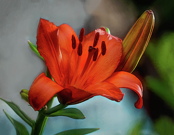 Mary Lynn Giacomini - Orange Asiatic Lily