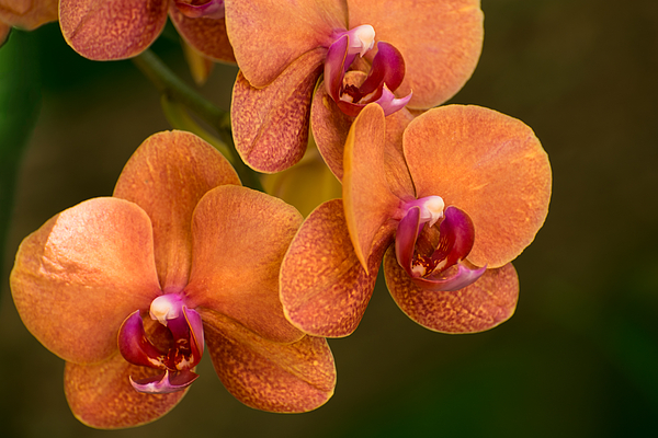 Zina Stromberg - Orange orchid 