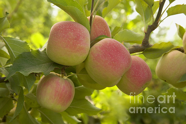 https://images.fineartamerica.com/images/artworkimages/medium/1/organic-pink-lady-apples-inga-spence.jpg