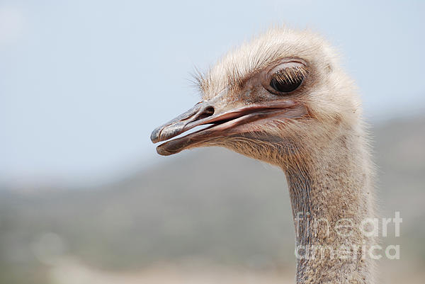 Face of a Blue Emu with Black Feathers Zip Pouch by DejaVu Designs - Fine  Art America