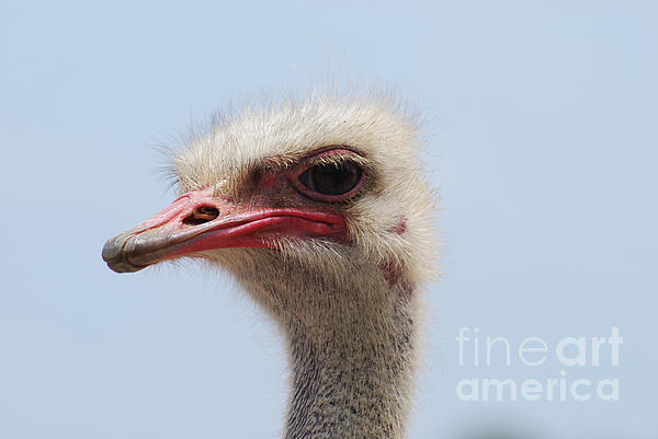 Feathered Head of a Blue Emu Bird Metal Print by DejaVu Designs - Fine Art  America