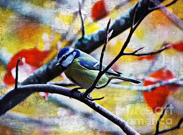 Painted Great Tit Round Beach Towel by Clare Bevan - Fine Art America