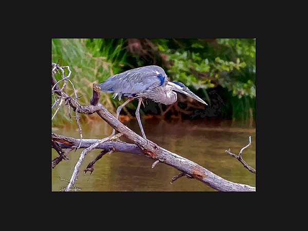 Painting Blue Heron Oak Creek Painting