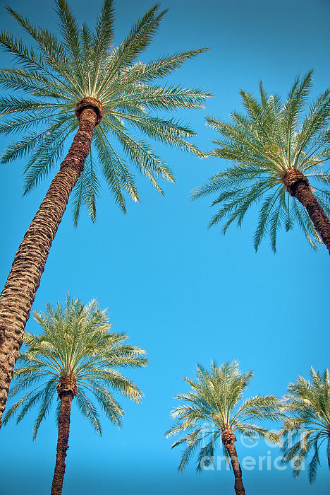 El Paseo Palm Desert Vertical Photograph by David Zanzinger - Fine