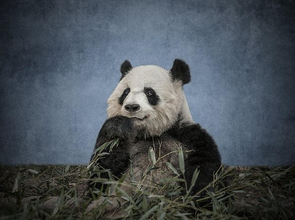 Giant Panda Eating Bamboo Throw Pillow