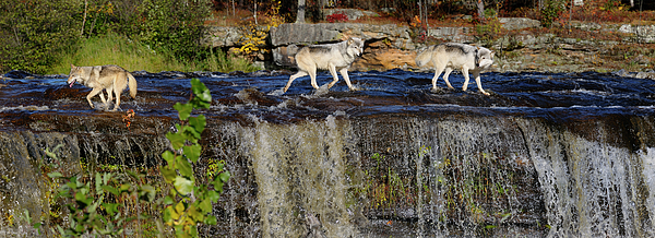 Wolves looking over the edge of a waterfall on the Kettle River Photograph  by Reimar Gaertner - Fine Art America