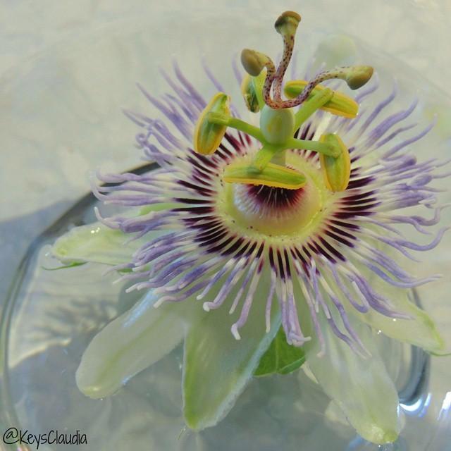 A passion for passion flowers
