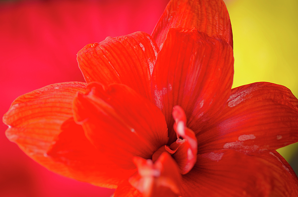 Peach Melba Red Amaryllis Flower On Raspberry Ripple Pink And Yellow Background Photograph