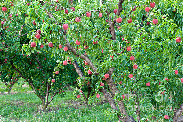 Galaxy Peach Tree