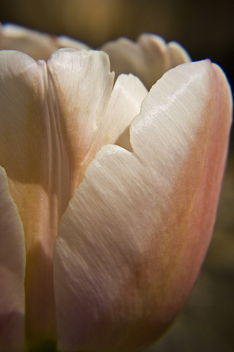 Peach Tulip Photograph