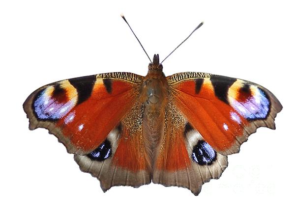 Peacock Butterfly Photograph