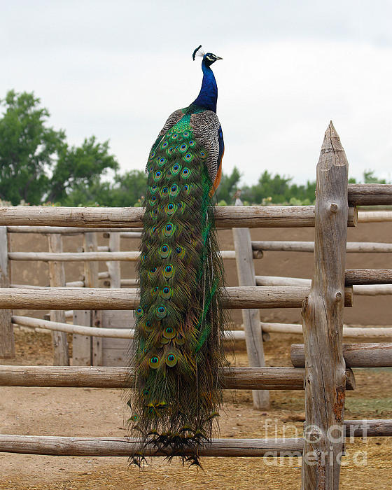 Peacock in the Bents Fort Corral Jigsaw Puzzle by Catherine Sherman - Pixels