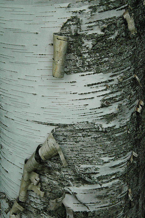 Section of peeling birch bark.