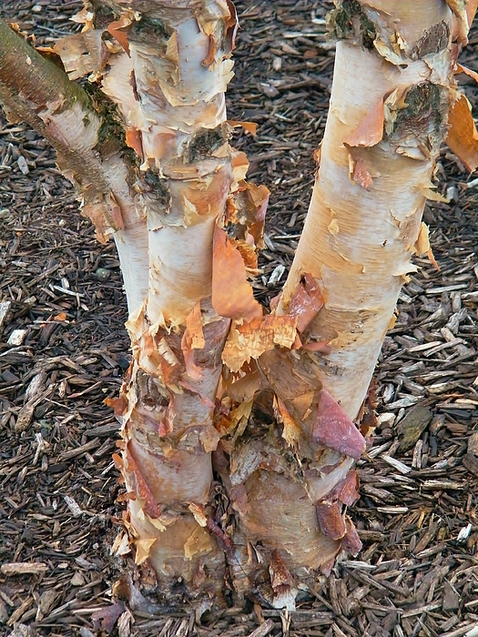 Section of peeling birch bark.