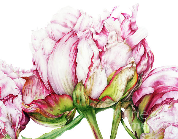 Peonies Duvet Cover for Sale by Marie Burke