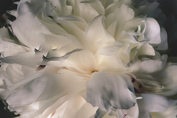 Spring Photographs