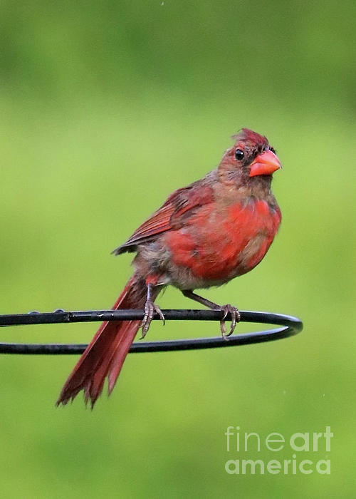Perched Young Cardinal Round Beach Towel by Carol Groenen - Pixels