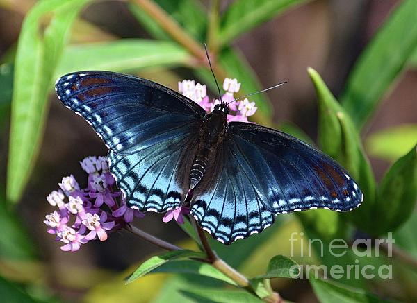 Red-admirals Brilliance Coffee Mug by Cindy Treger - Pixels