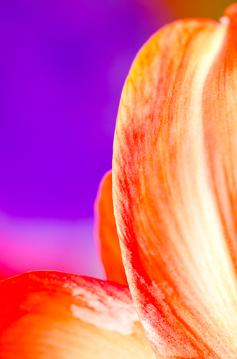 Petal Purple Red Amaryllis Petal Study Against A Purple Background Photograph