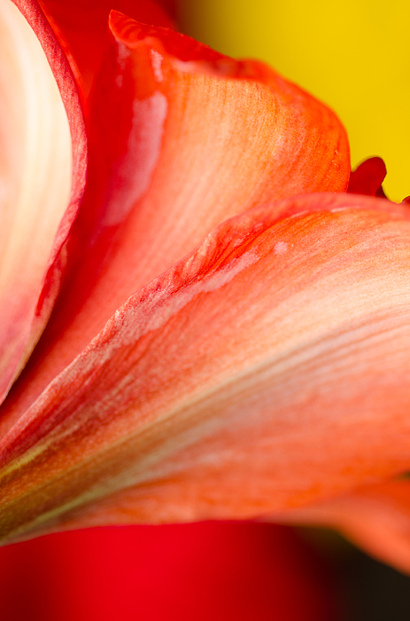 Petal Study Red Amaryllis Petals Shadowed Onto Red And Yellow Background Photograph