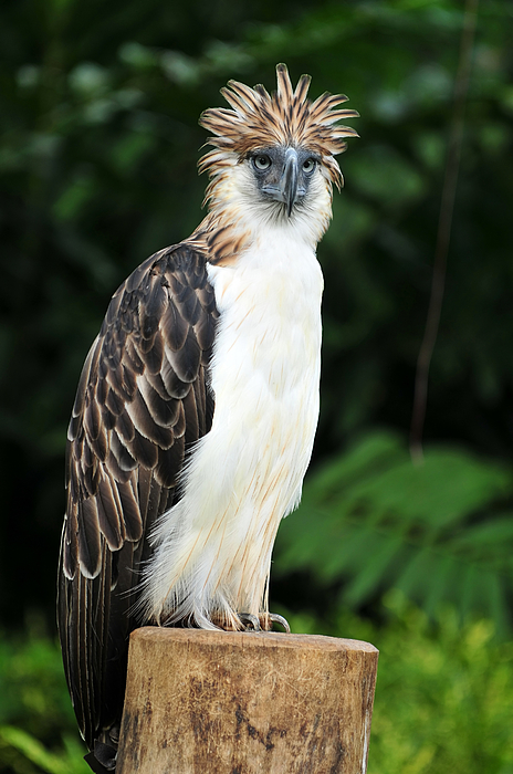 Philippine Eagle Flag | Canvas Print