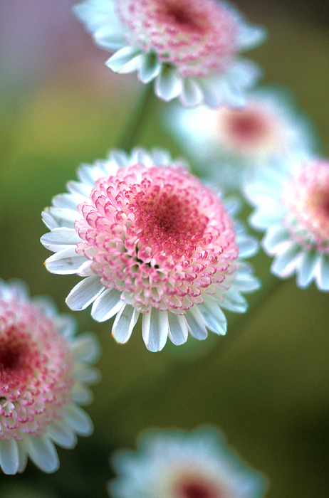 Pincushion Flowers Photograph