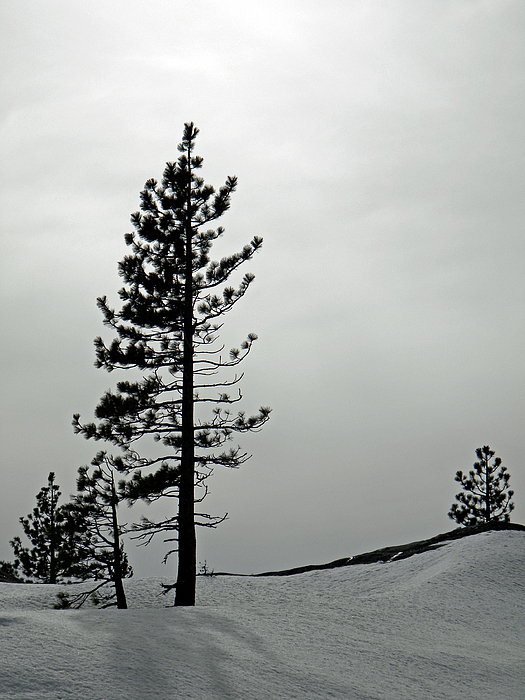 Pine In Snow Photograph