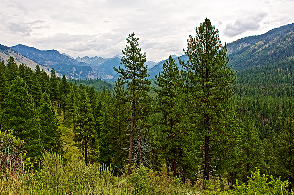 https://images.fineartamerica.com/images/artworkimages/medium/1/pine-trees-on-ponderosa-pine-scenic-byway-in-sawtooth-national-wilderness-area-idaho-ruth-hager.jpg