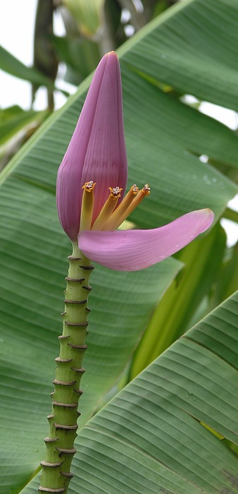 Mary Deal - Pink Banana Flower