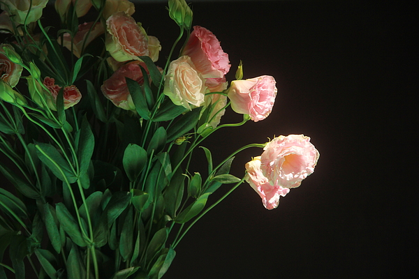 Andrew Wijesuriya - Pink Carnations