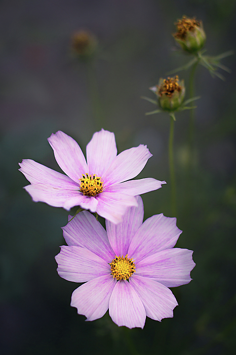 Pink cosmos flowers on a dark background. Fleece Blanket by Karina Knyspel  - Pixels