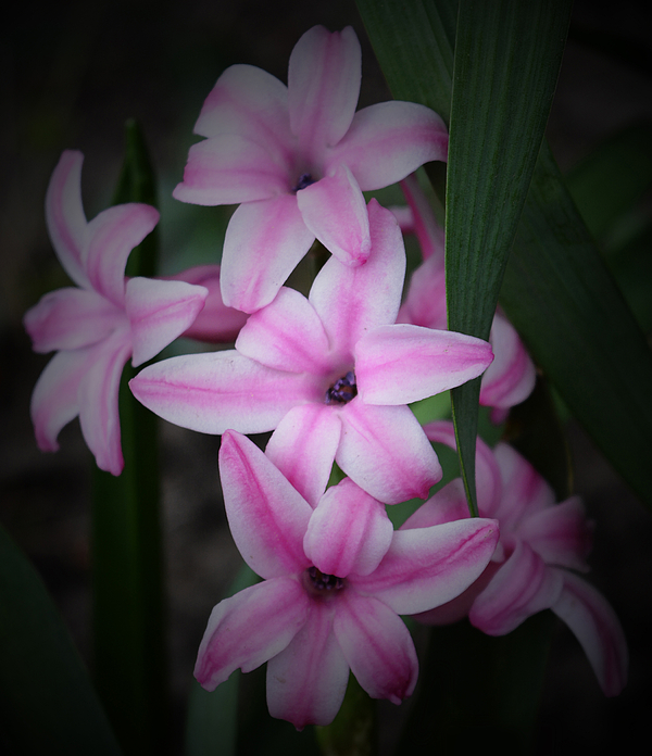 Richard Andrews - Pink Hyacinths