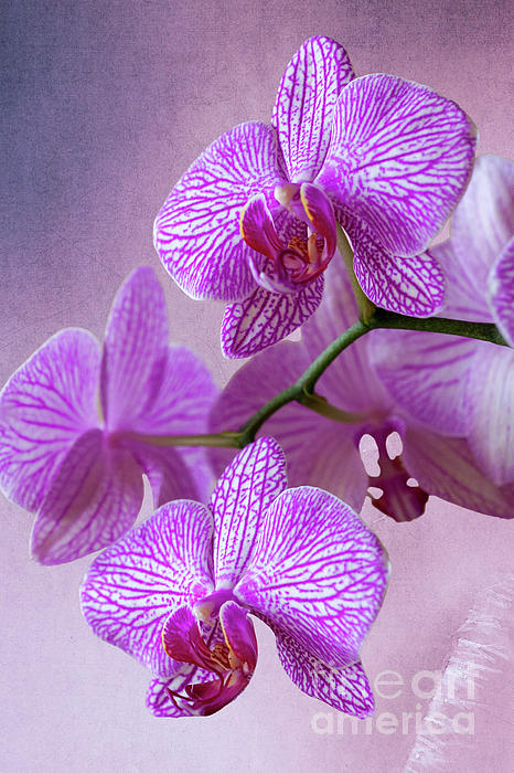 Heiko Koehrer-Wagner - Pink Orchids branch