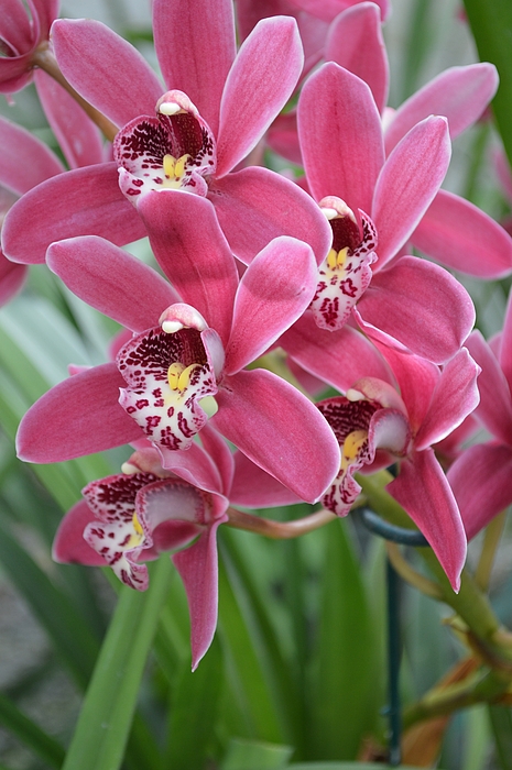 Linda Covino - Pink orchids