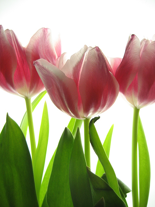 Jane Linders - Pink tulips