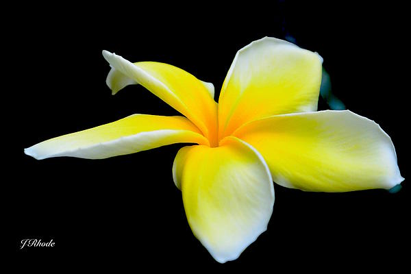 Jeannie Rhode - Plumeria in Yellow