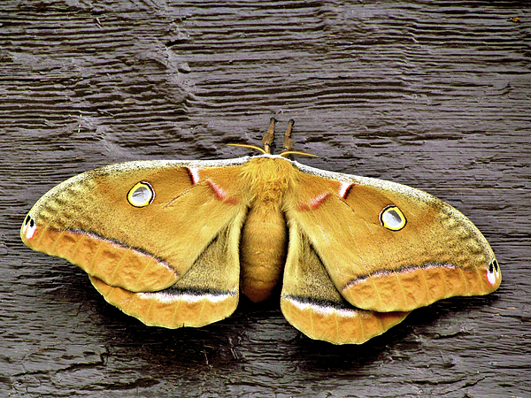 John Trommer - Polyphemus Moth - Florida