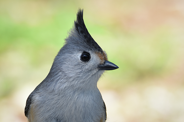 Avian Art