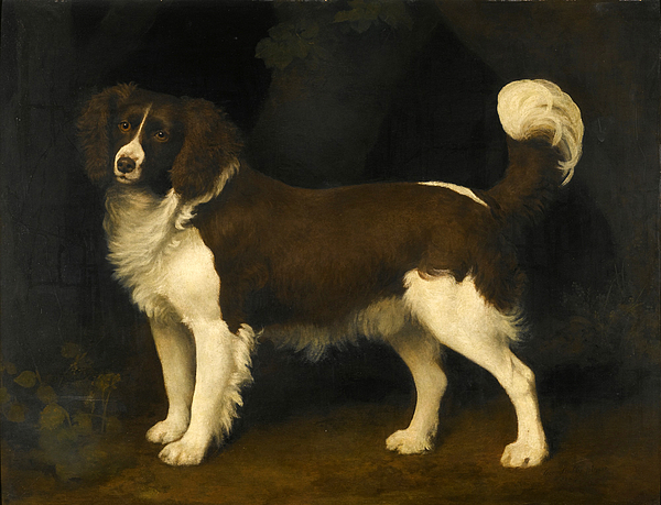 George Stubbs - Portrait of a dark brown and white Newfoundland Spaniel
