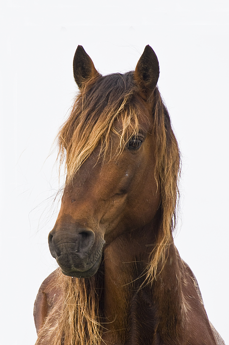 Bob Decker - Portrait of a Mustang