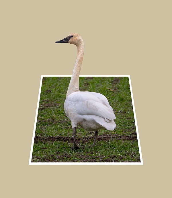 Portrait Of A Swan Out Of Frame Photograph