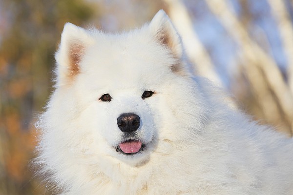 Portrait Of Samoyed Dog In The Snow T-Shirt by Lynn Stone - Fine