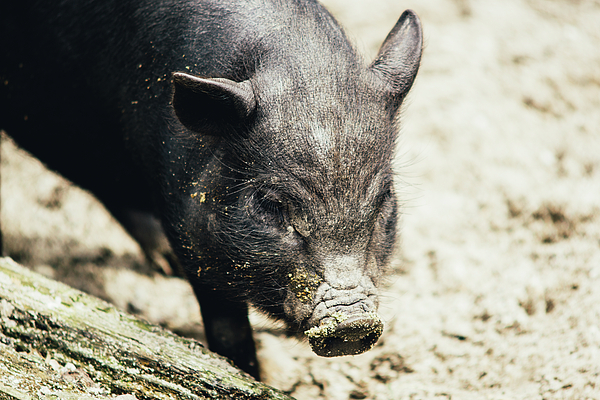 https://images.fineartamerica.com/images/artworkimages/medium/1/potbelly-piglet-portrait-pati-photography.jpg